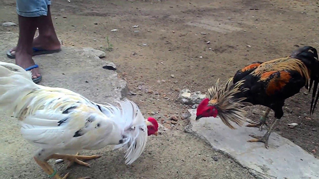 Agen S128 Judi Sabung Ayam Online Live