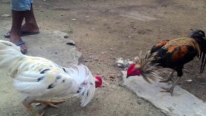 Agen S128 Judi Sabung Ayam Online Live